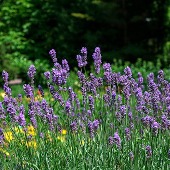 Lavendel: Lavandula angustifolia Lavendel: Lavandula angustifolia